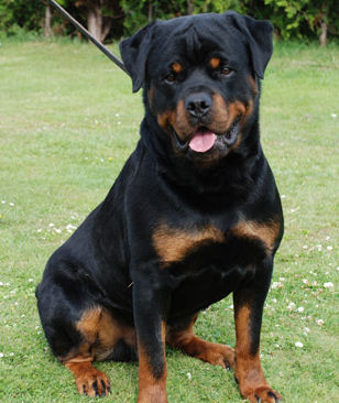 full grown rottweiler male