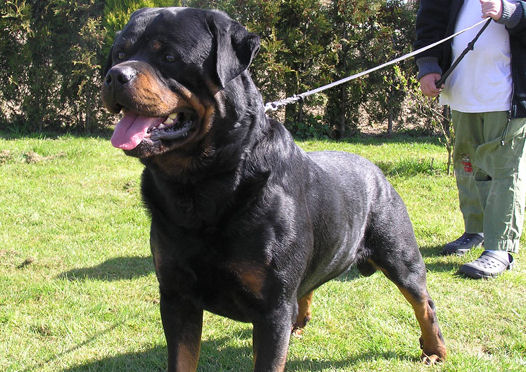 rottweiler biggest size