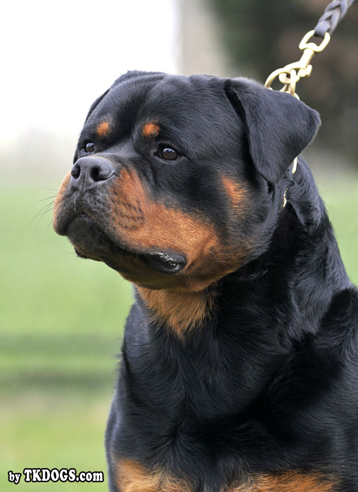 rottweiler puppy