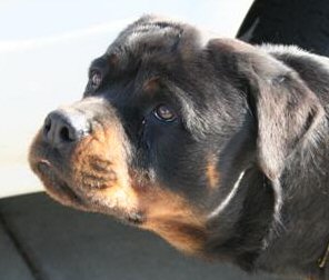 rottweiler dog breeders