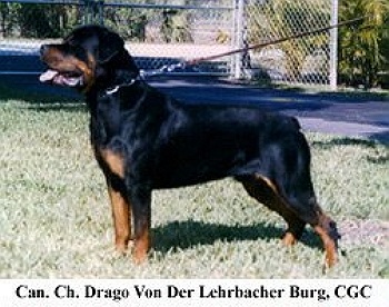 Drago vd Lehrbacher