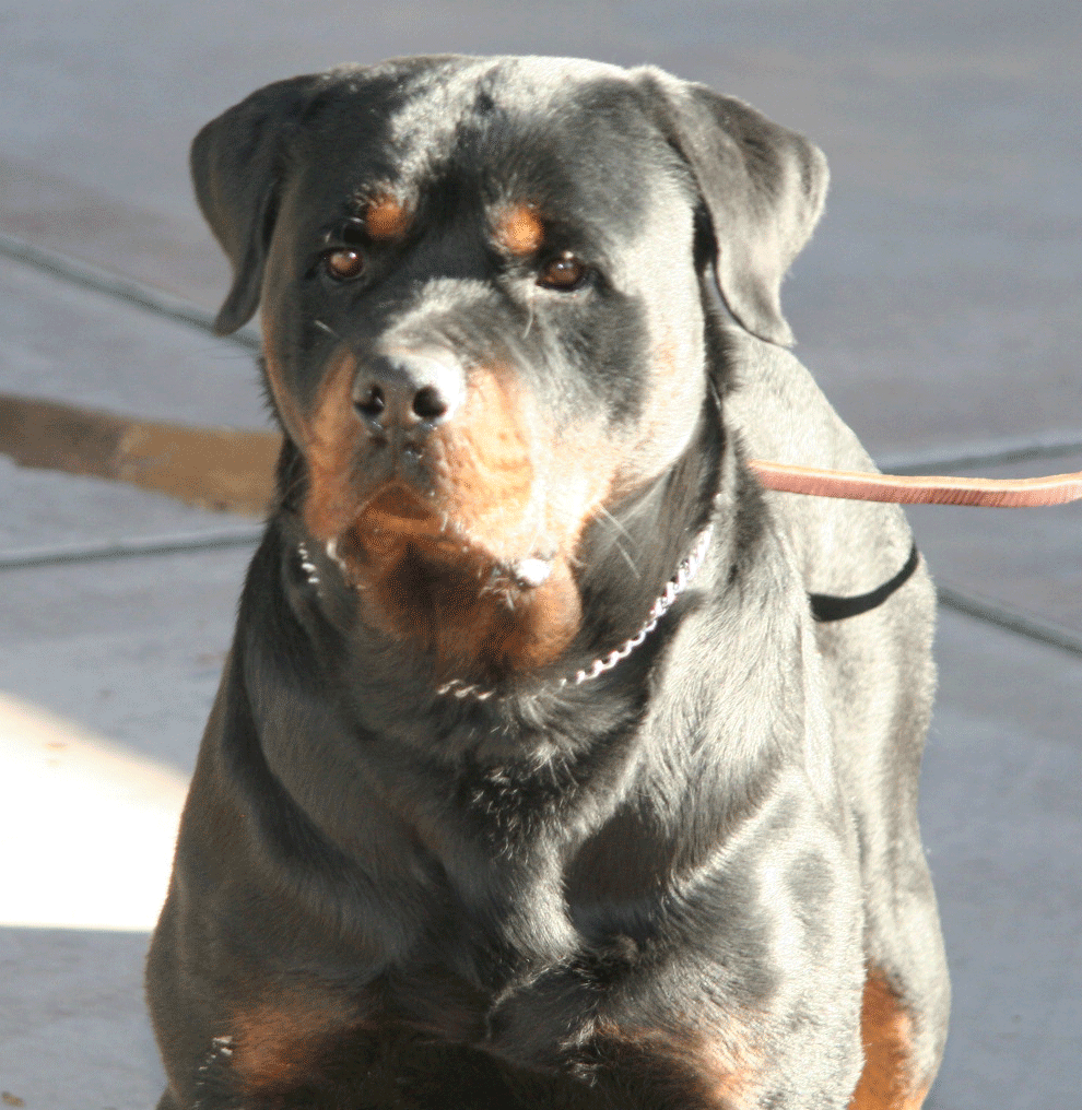 rottweiler breeders