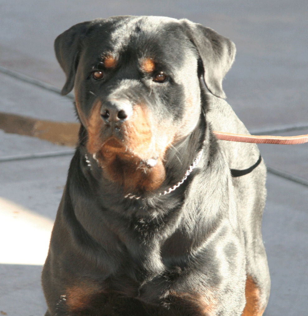 blue rottweiler puppies for sale