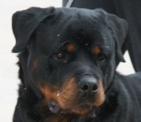 rottweiler