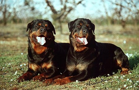 california rottweilers