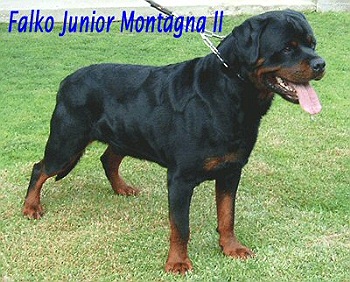 Falko Junior Montagno