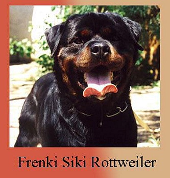 Frenki Siki Rottweiler