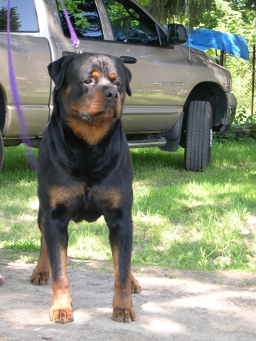 rottweiler breeders