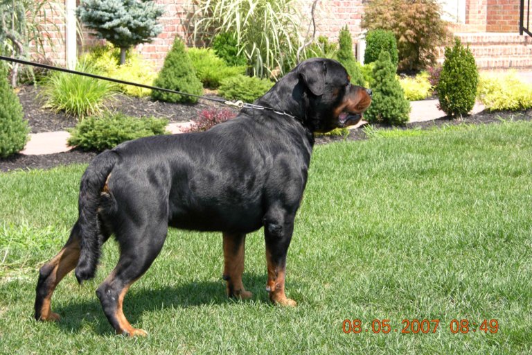 rottweiler biggest size