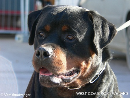 rottweilers puppies