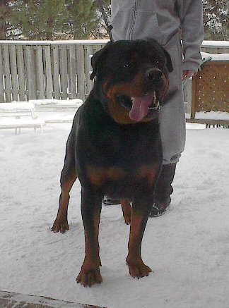 rottweiler puppy