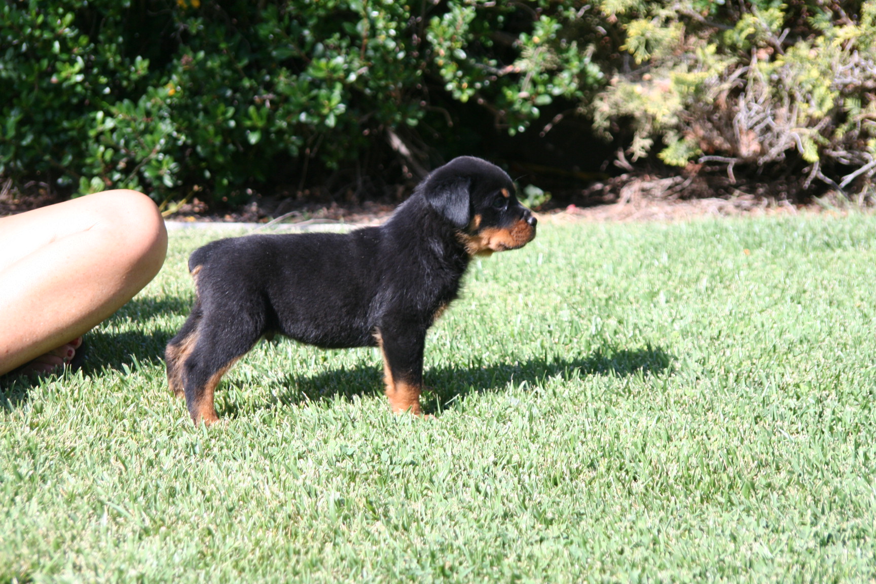 Rottweiler Head Growth Chart