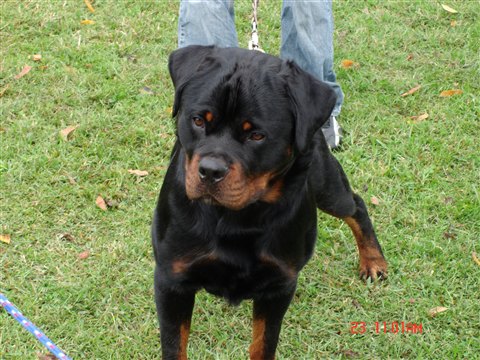 difference between german and american rottweiler