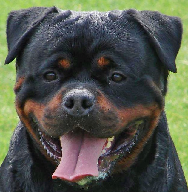 rottweilers