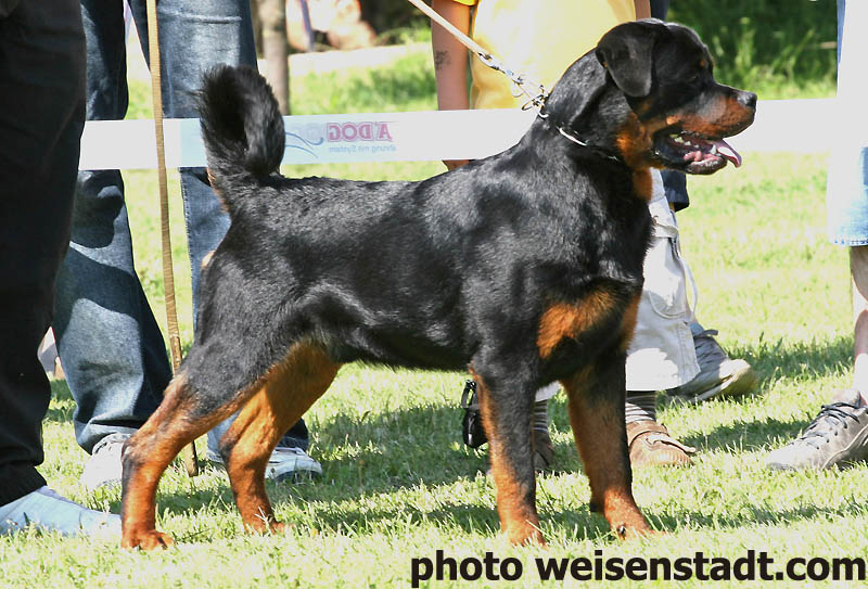 rottweilers