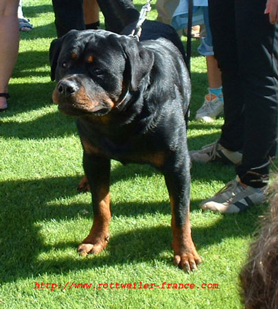 california rottweilers