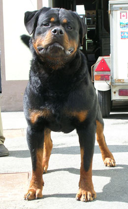 rottweiler puppies for sale