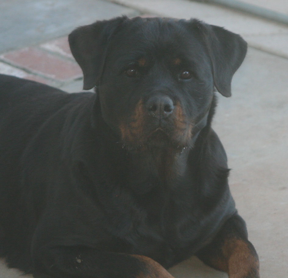 german rottweilers