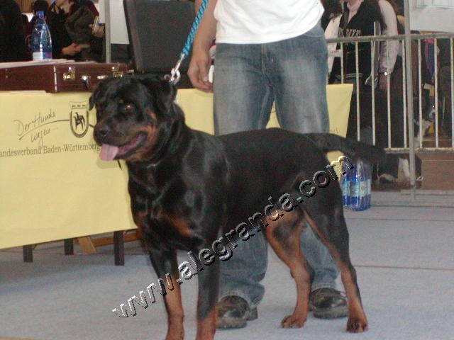  rottweilers