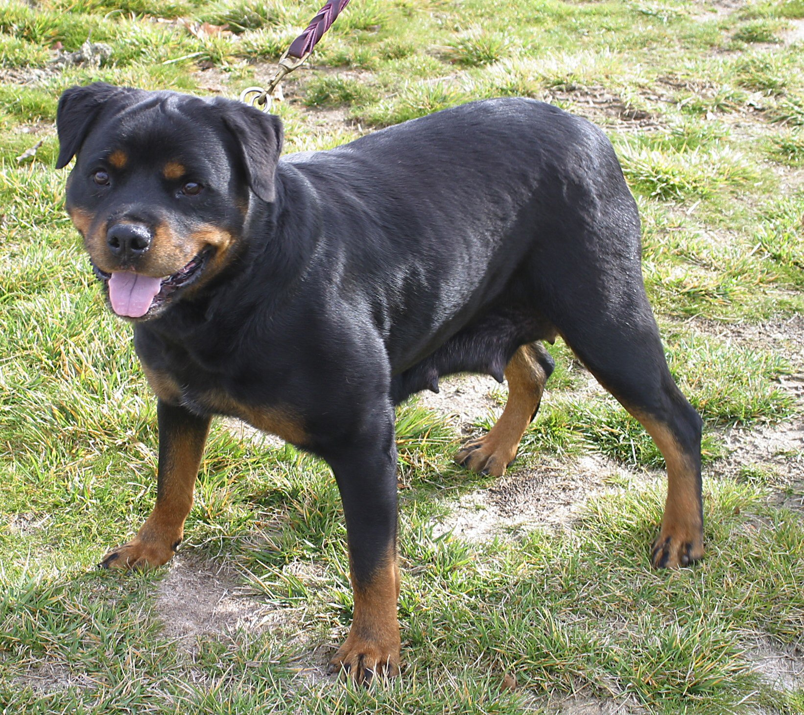 different types of rottweiler dogs