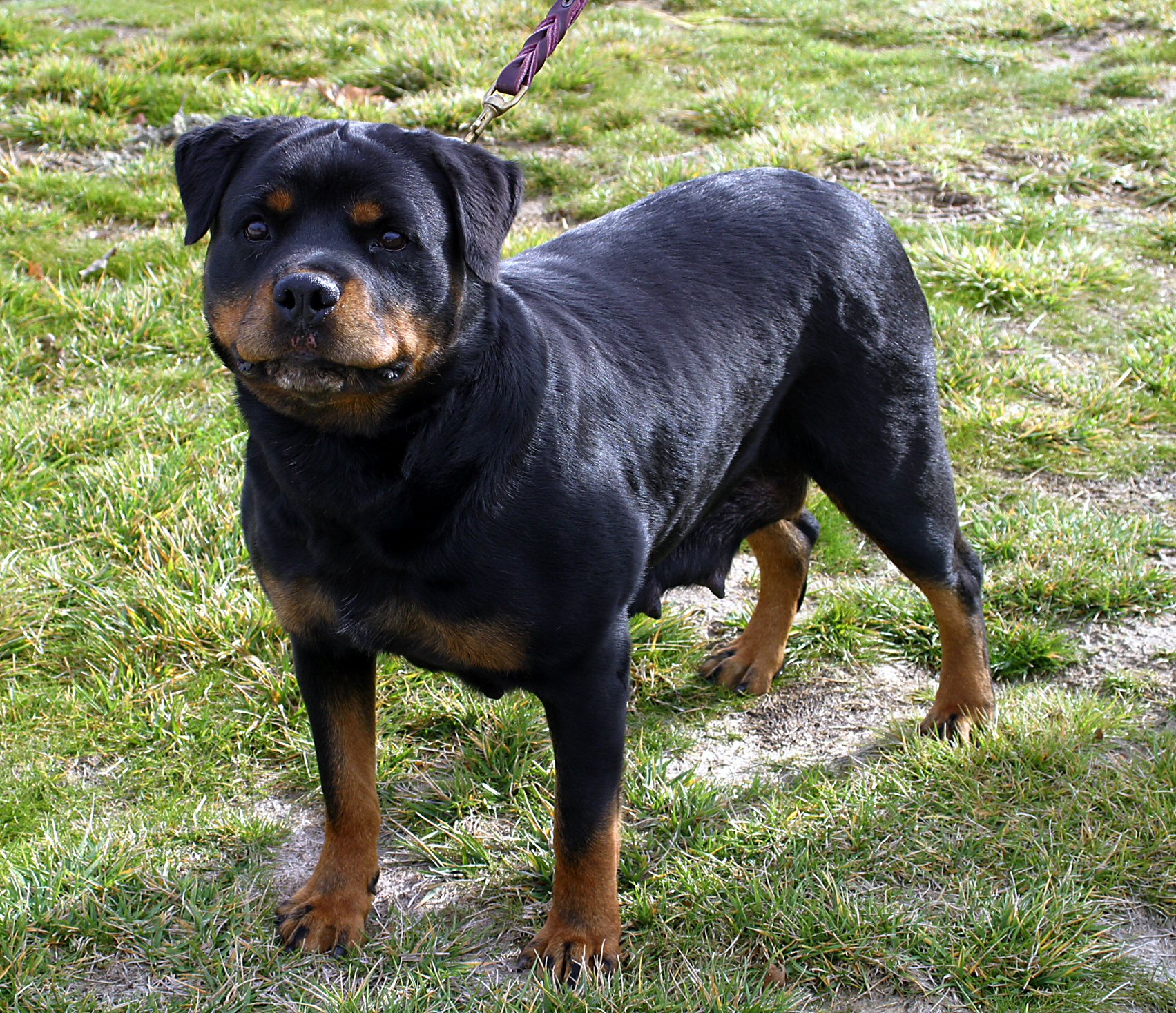 Rottweiler Head Growth Chart