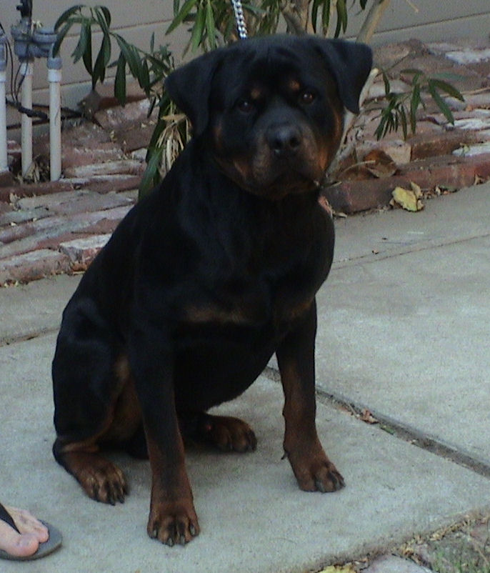 rottweilers for sale