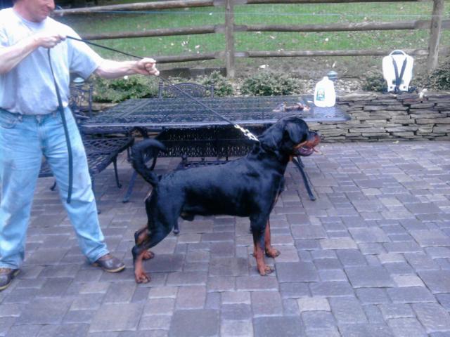 rottweiler dog breeders