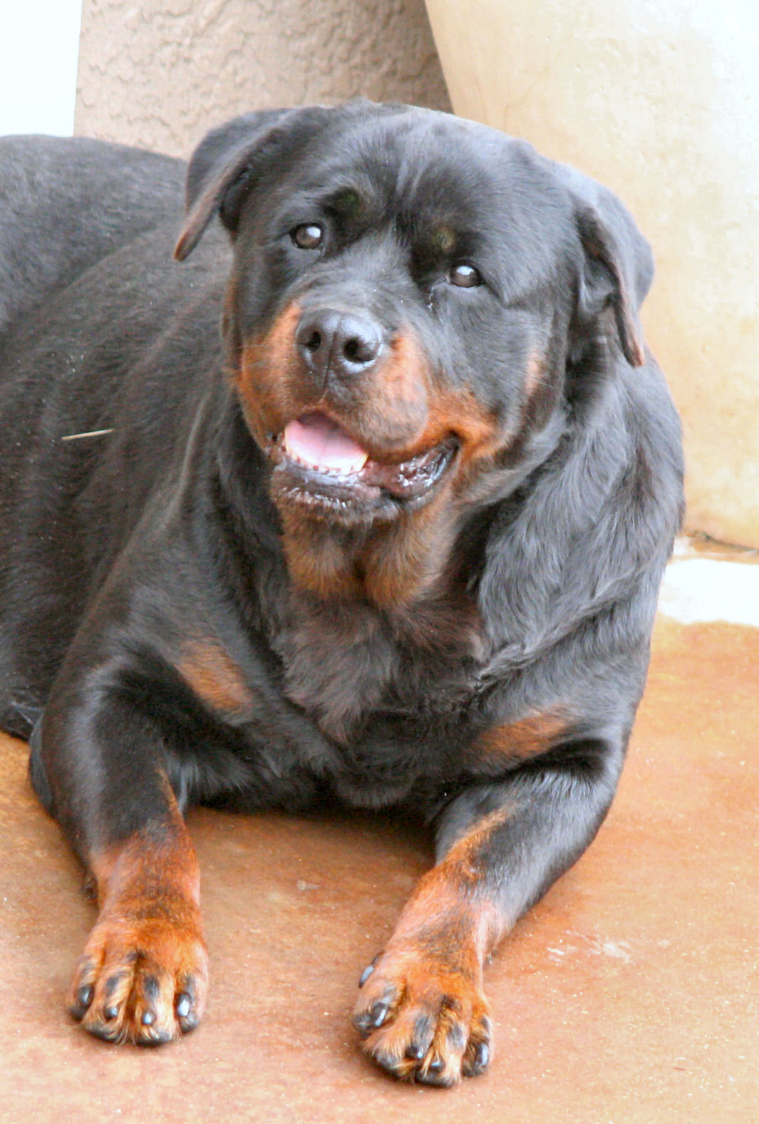 rottweilers