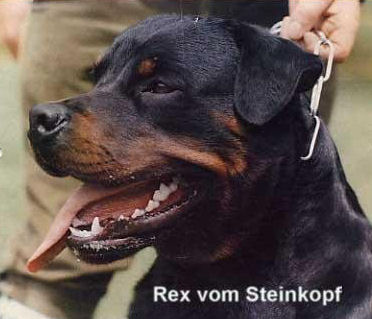 Rex v. Steinkopf