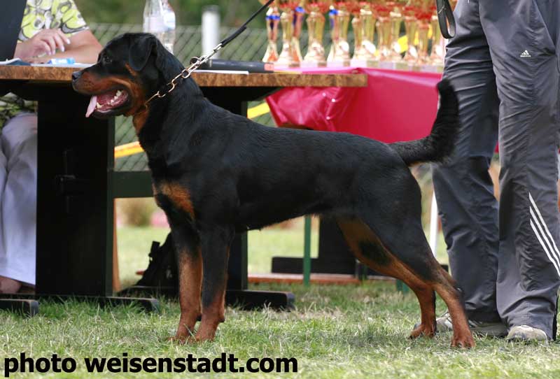 rottweilers