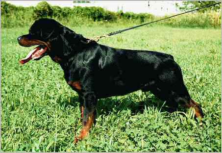 rottweiler kennel