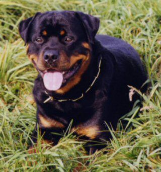 german rottweilers