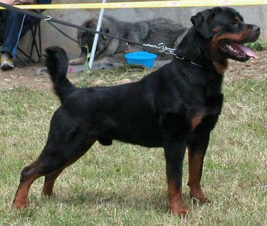 german rottweilers