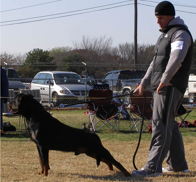 working line rottweilers