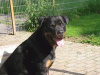 rottweilers