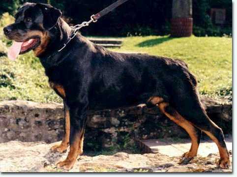 rottweilers