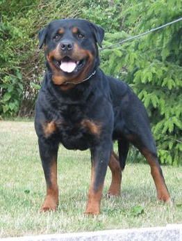 rottweiler