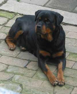 rottweiler